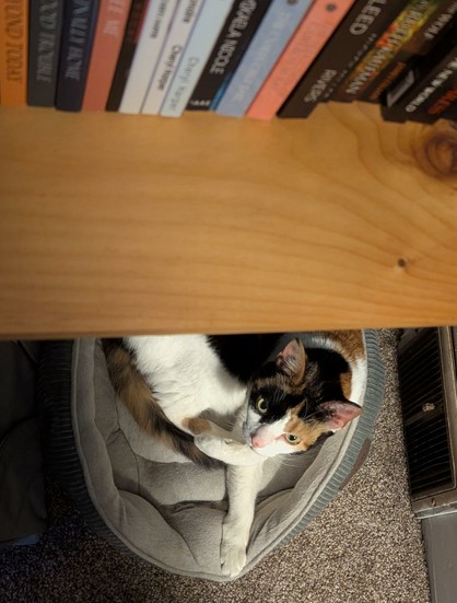The picture is of a cat laying on a pet bed underneath a wall shelf that has books on it.