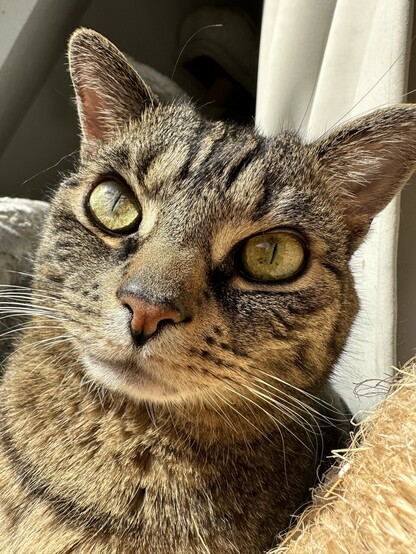 猫写真