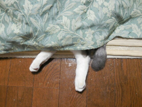 こたつ布団から出ている猫の後ろ足