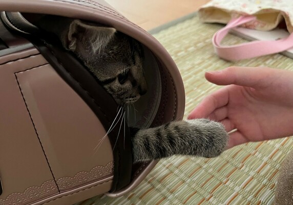 ランドセルとねこ