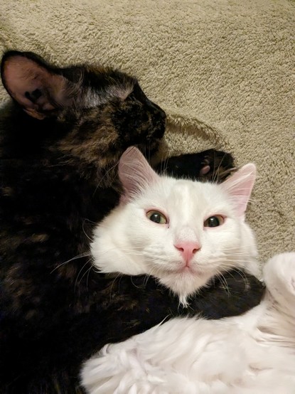 天(てん)と月紬(つむぎ)の写真