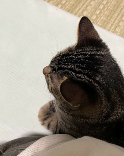 静かに寄り添う猫