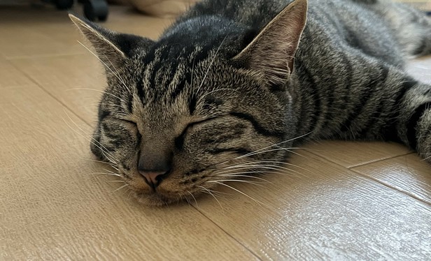 すやすや猫