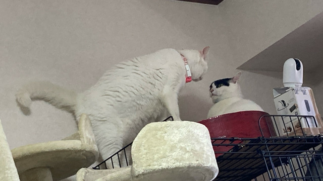 ガンつけあってる猫たち