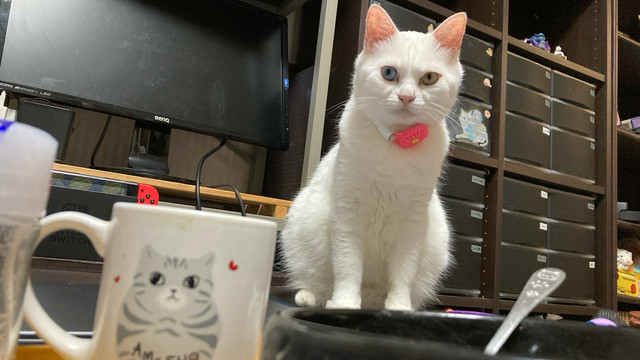 期待に満ちた目で人間の夕飯を見つめる猫