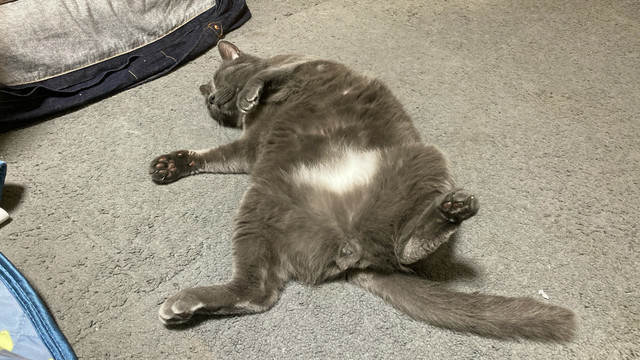 腹出して寝る猫