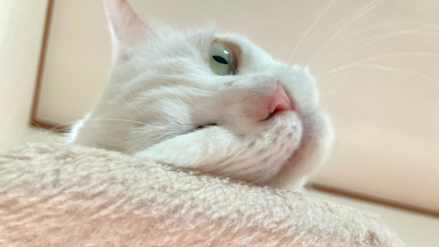 高みの猫様