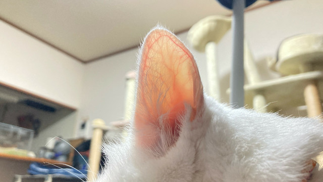 天国みたいな色のお耳