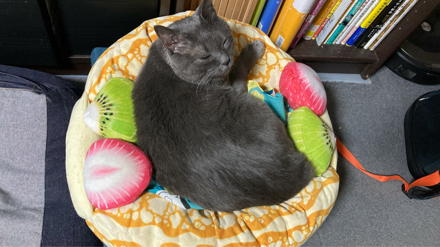 これはねこ