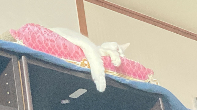 ぐっすりﾈｺﾁｬﾝ