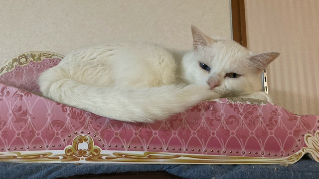 眠くてかわいい猫