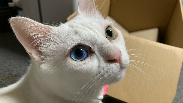 生き生きしている猫