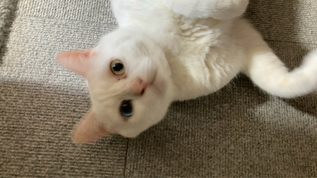 プリティキャット