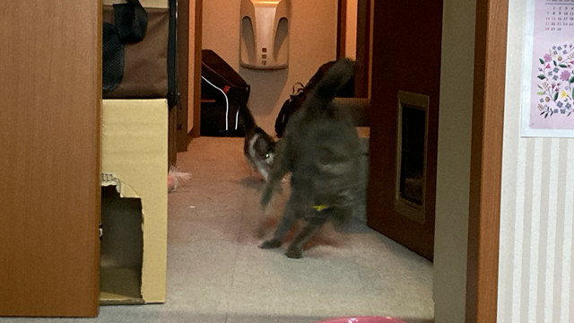 灰猫は子猫のテンションについていけない