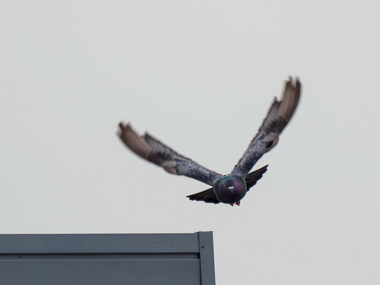 鳩がこちらに向かって飛び立ったところ