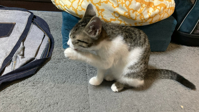 毛づくろいはまだ甘い子猫
