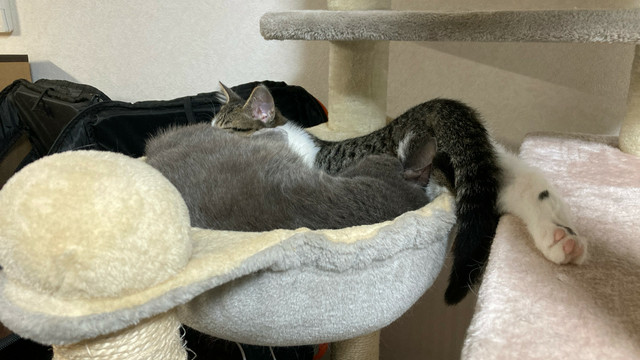 鍋猫