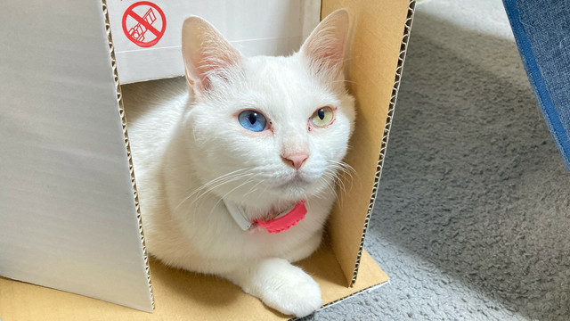 人間を見守るﾈｺﾁｬﾝ