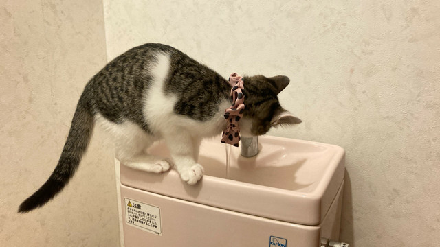 手洗い水を飲む猫