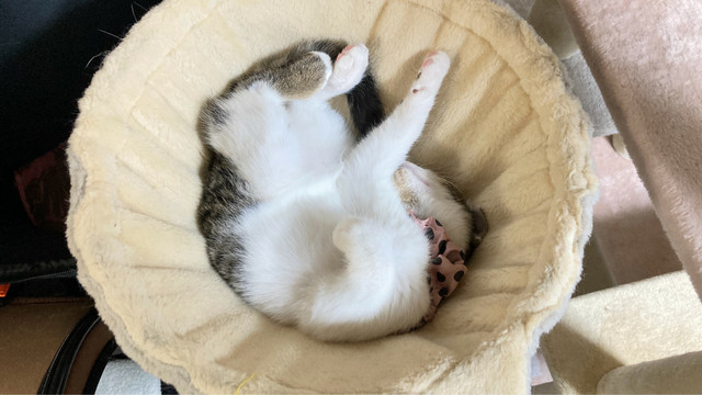 アンモニャイトにまだなれない子猫
