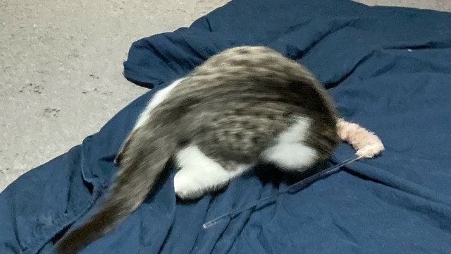 おもちゃ咥えて転げまわっている