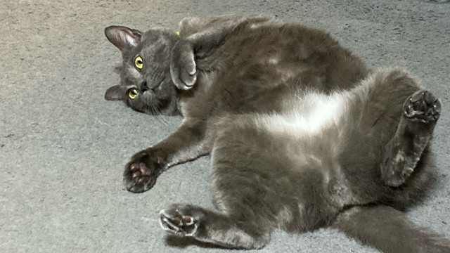 子猫見ながら尻尾パターンパターンして誘ってる