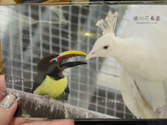 キムネチュウハシとシロクジャクが向かい合っている写真。掛川花鳥園のポストカード
