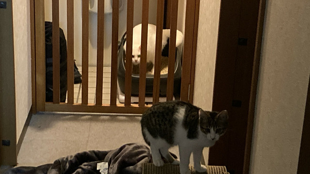 落ち着かねーという顔してる白猫