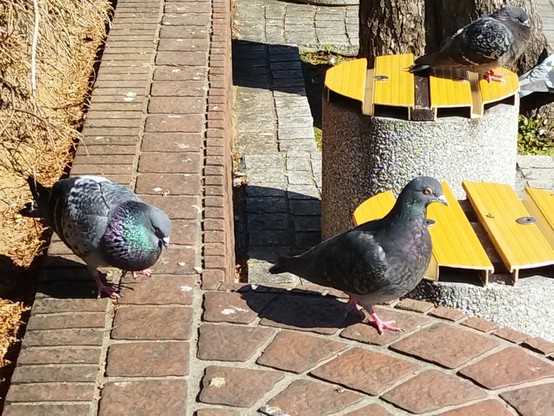 追いかける鳩、逃げる鳩