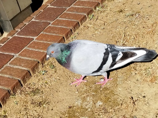 近くで見るとちょっとこわい鳩