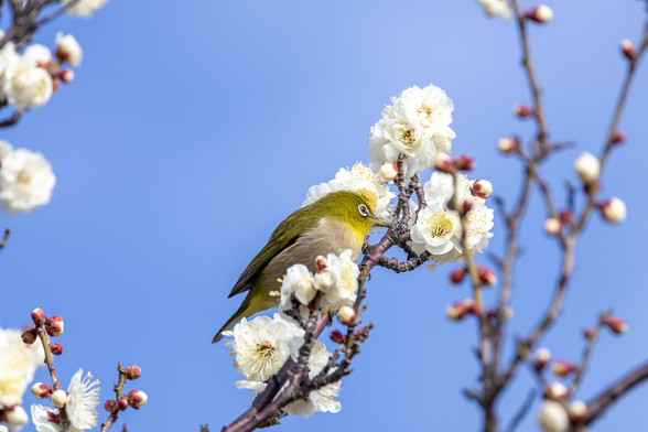 梅の花とメジロ