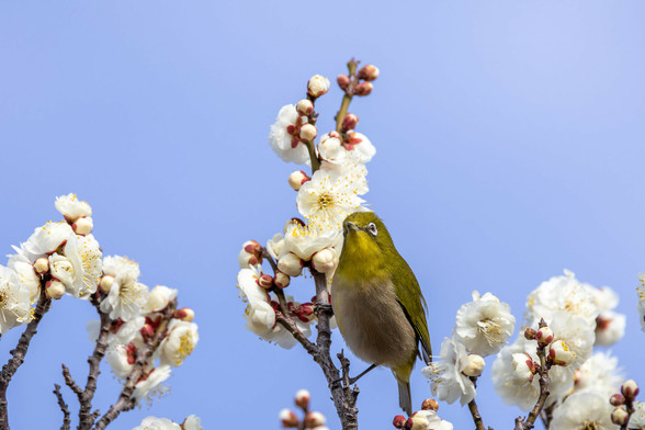 梅の花とメジロ
