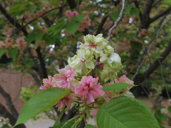御衣黄（ぎょいこう）の花の色の移り変わり
新しい花は緑色、落ちる寸前の花は濃いピンク色