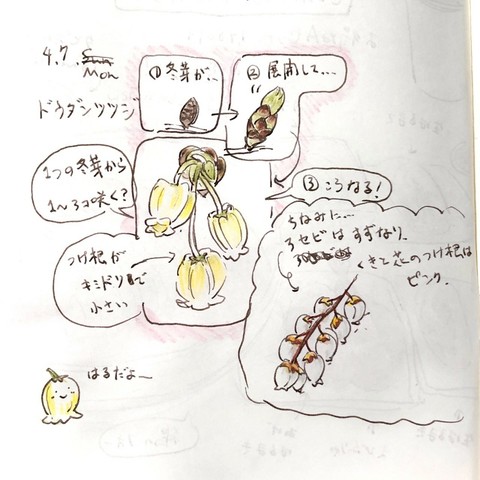 ドウダンツツジのイラスト