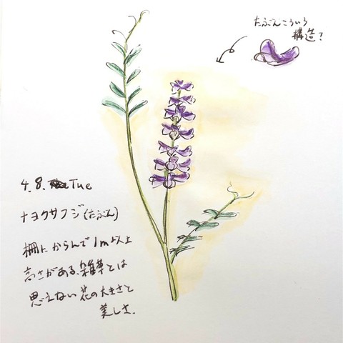 ナヨクサフジのイラスト