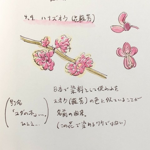 ハナズオウのイラスト