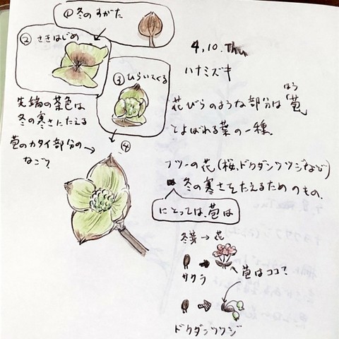 ハナミズキのイラスト