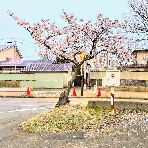 小さめの桜の木　もうすぐ満開　全景　地面に花びらが散っているように見える
