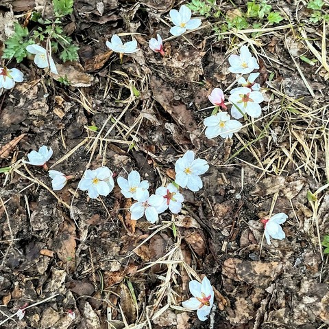 地面に花が落ちている