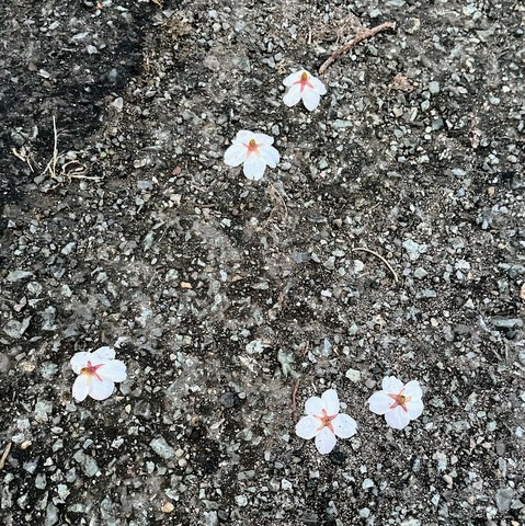 地面に花が落ちている