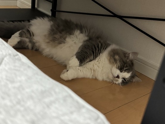寝ている猫