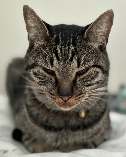 ねこ