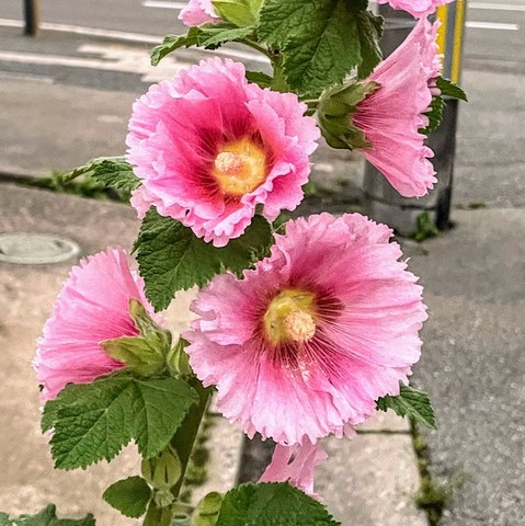 ピンク色のタチアオイ　花のアップ
