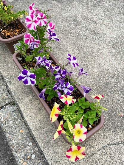 白いラインの入ったピンク、青紫、赤＋黄のペチュニアの花　長いプランターを斜めにフレームにおさめている